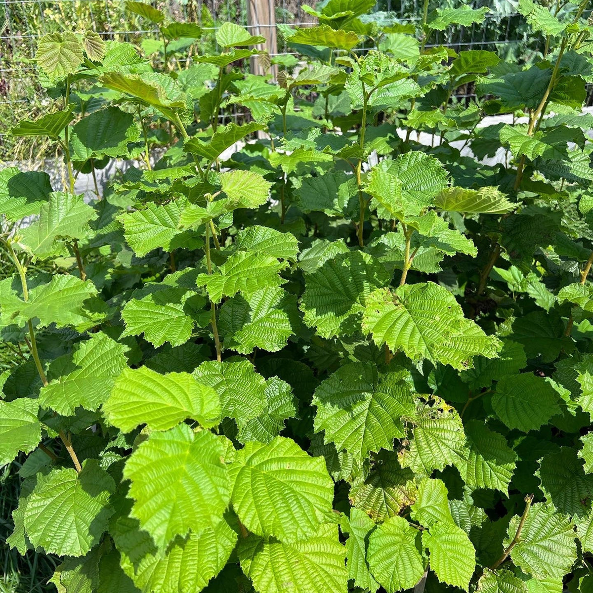 Hybrid Hazelnut