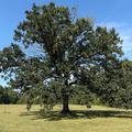 Swamp White Oak
