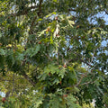 White Oak