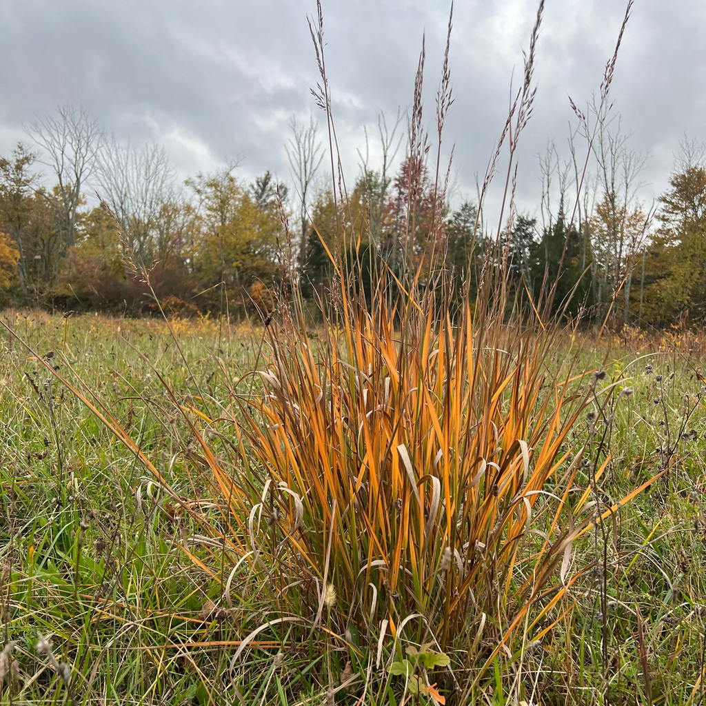 Indiangrass (bundle of 4)