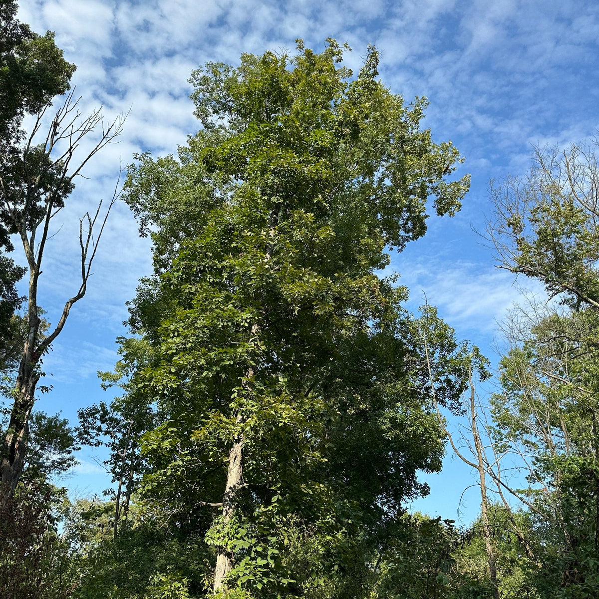 Shagbark Hickory