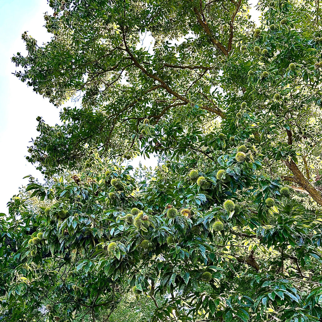 Chestnut (Chinese/hybrid)