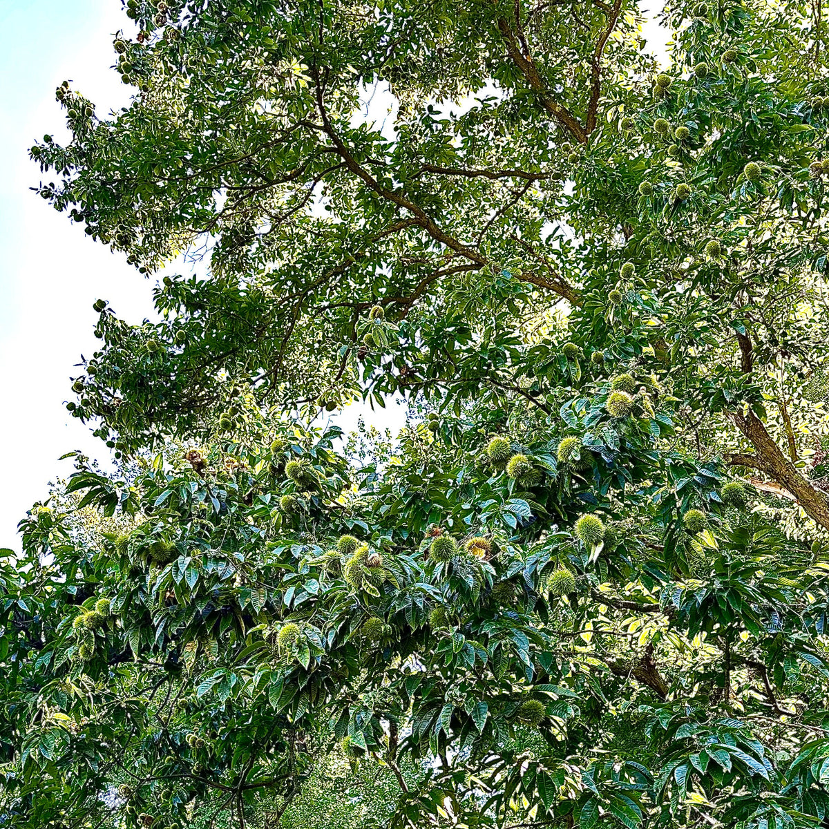 Chestnut (Chinese/hybrid)