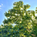 Chestnut (Chinese/hybrid)