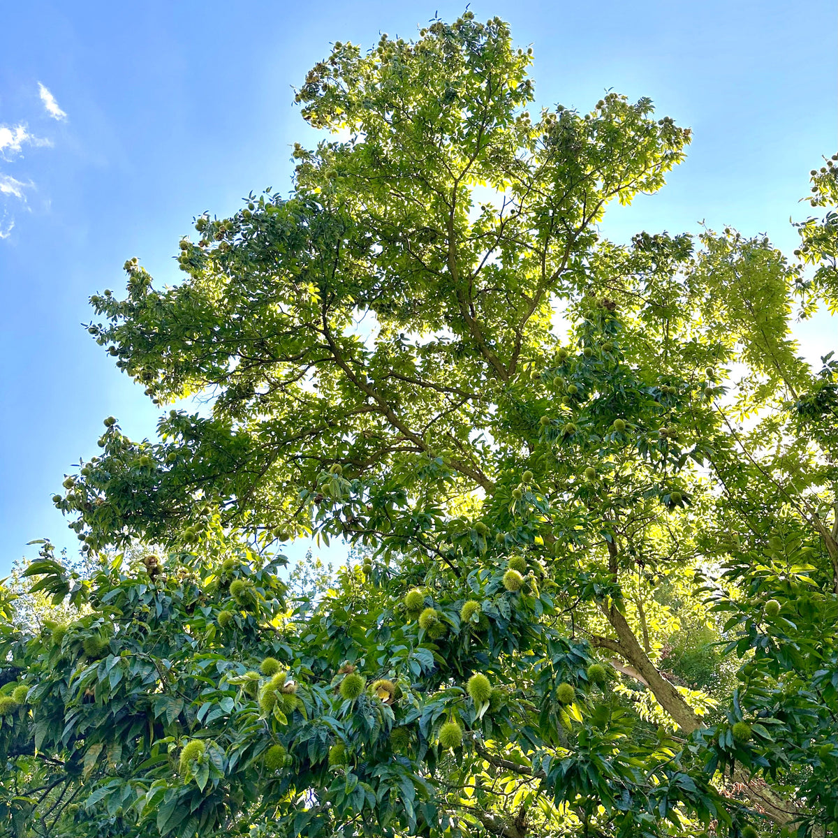 Chestnut (Chinese/hybrid)