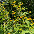 Oxeye Sunflower