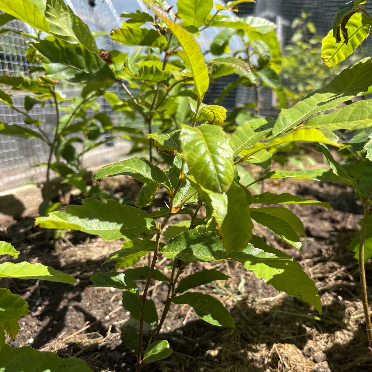 Chestnut (Chinese/hybrid)