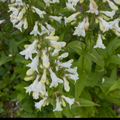 Smooth Penstemon (bundle of 4)