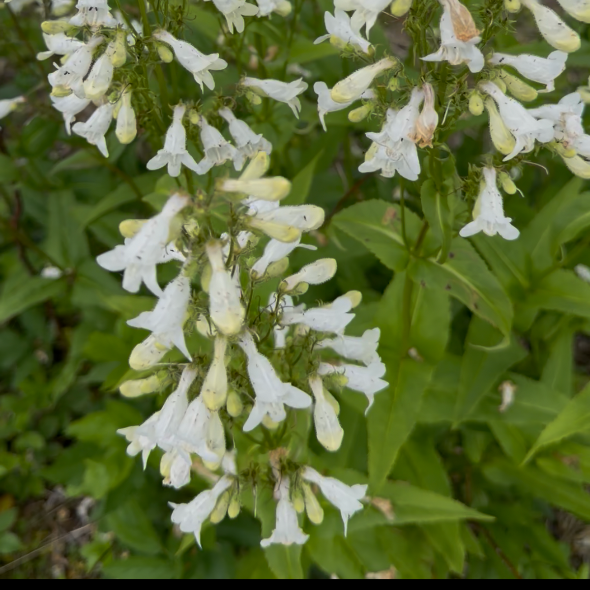 Smooth Penstemon (bundle of 4)