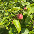 Grafted Apple Trees