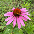 Echinacea (bundle of 4)