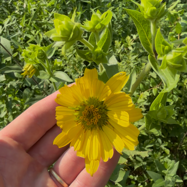 Rosinweed