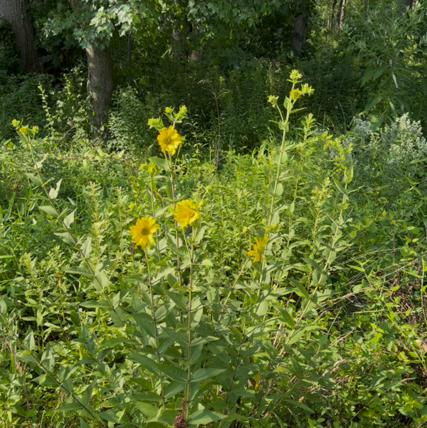 Rosinweed
