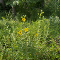 Rosinweed