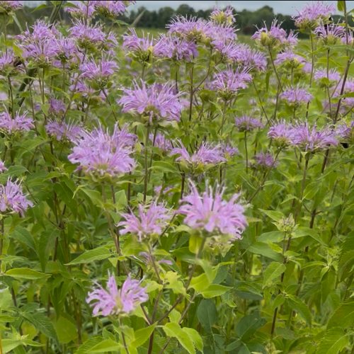 Bee balm (bundle of 4)