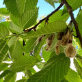 American Elm