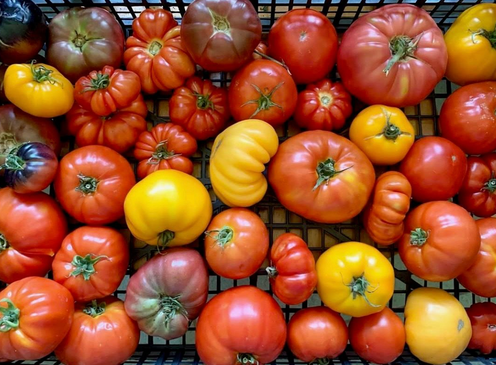 Heirloom Tomatoes