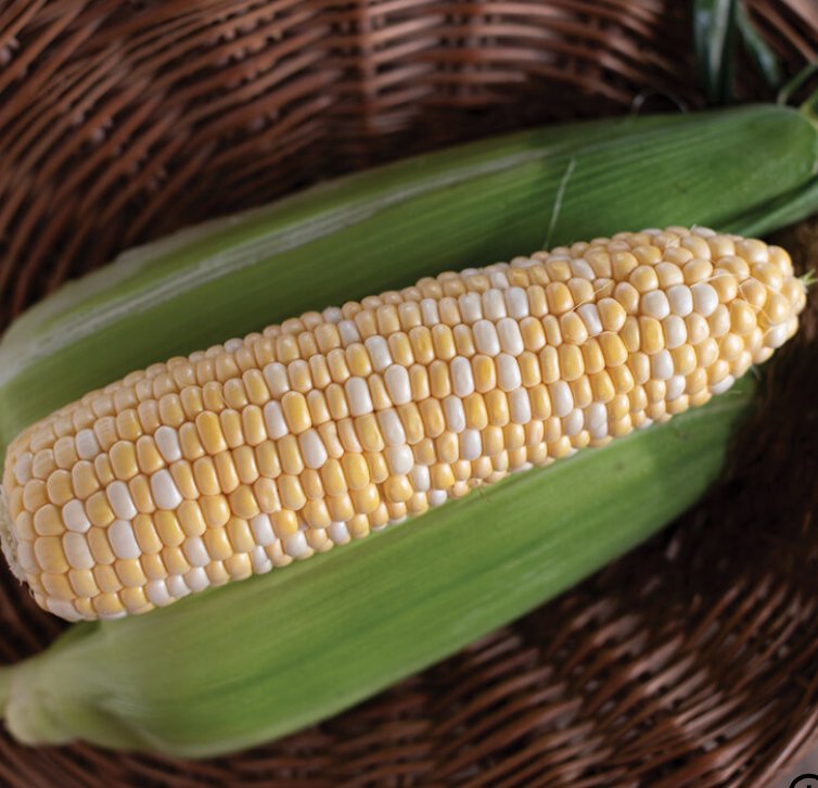 Sweet Corn 6 ears