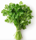Cilantro