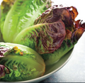 Red Gem Lettuce