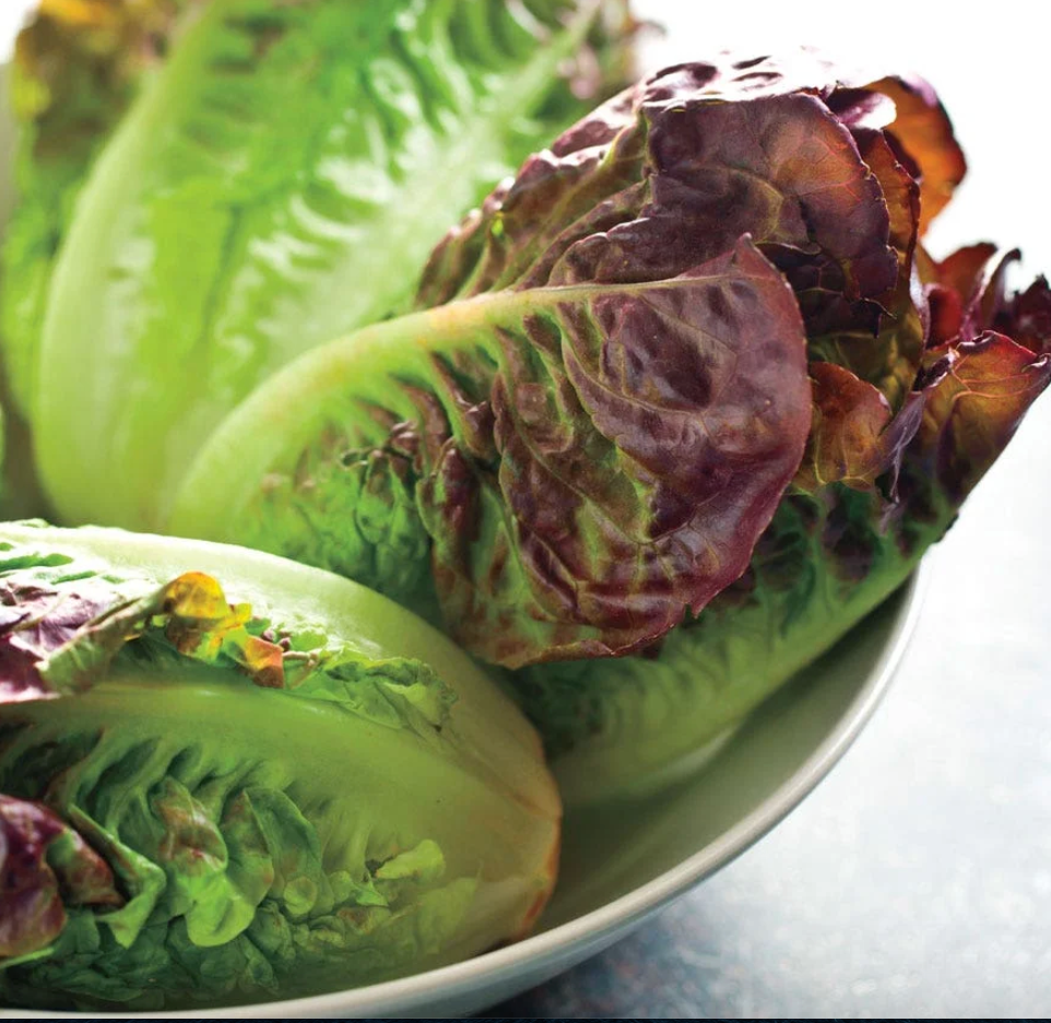 Red Gem Lettuce