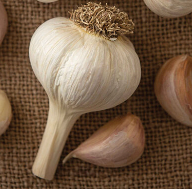 Garlic