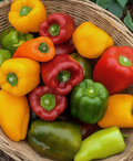 Mixed Sweet Peppers