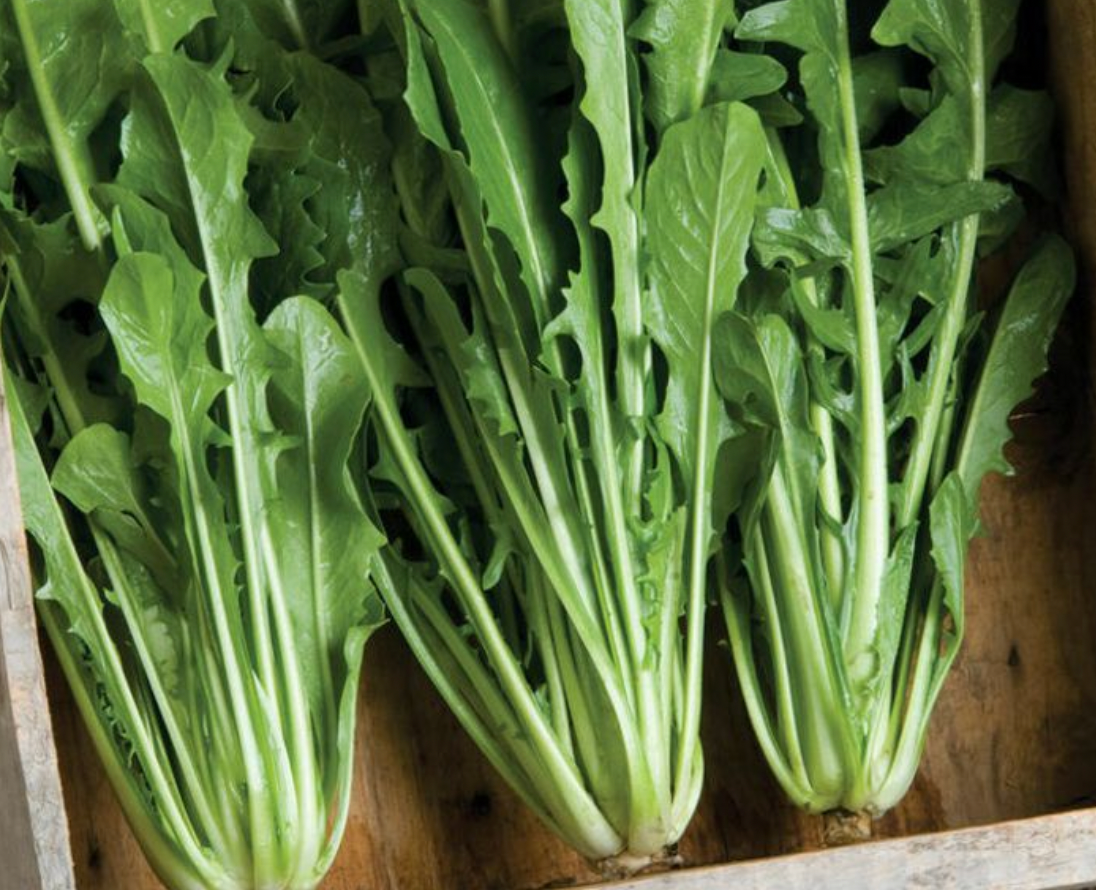 Dandelion Greens