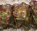 Red Butterhead Lettuce