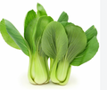 Bok Choy
