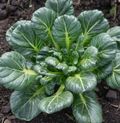 Tatsoi