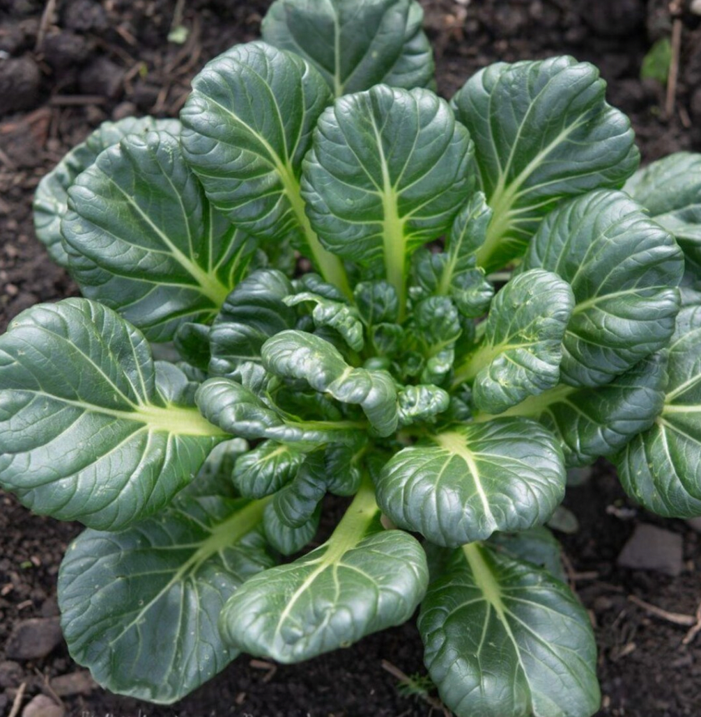 Tatsoi