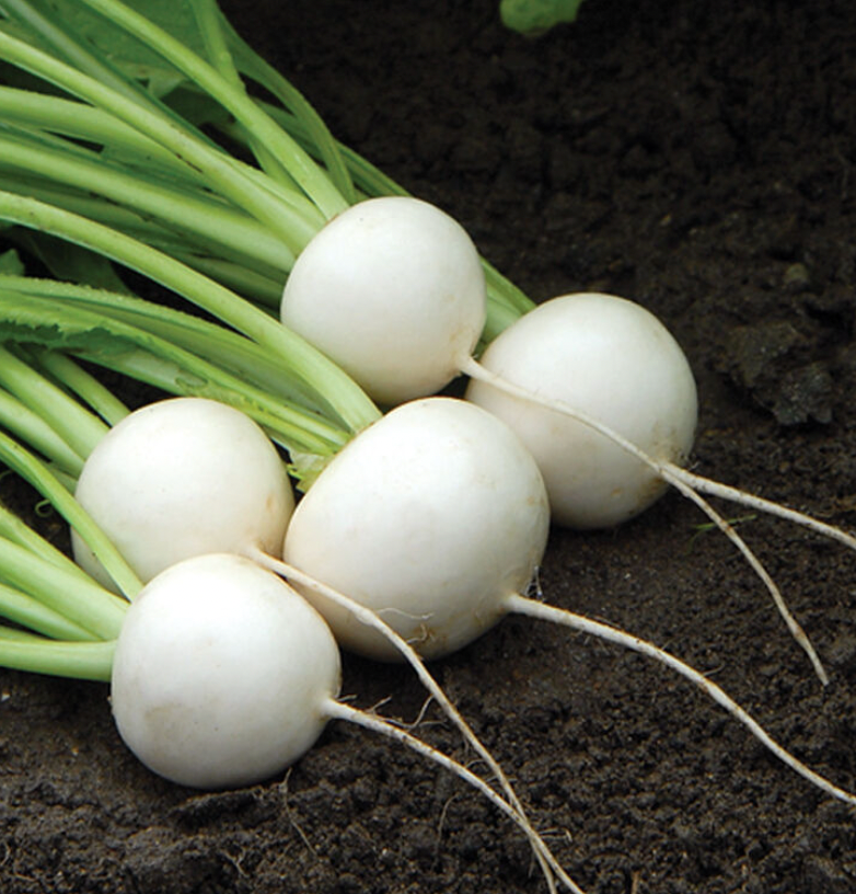 Japanese (Hakurei) Turnips