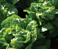 Butterhead Lettuce