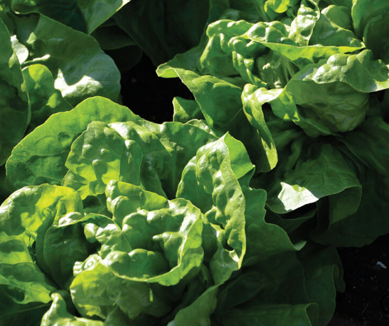 Butterhead Lettuce
