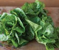 Speckled Little Gem Lettuce
