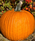 Large Pumpkins