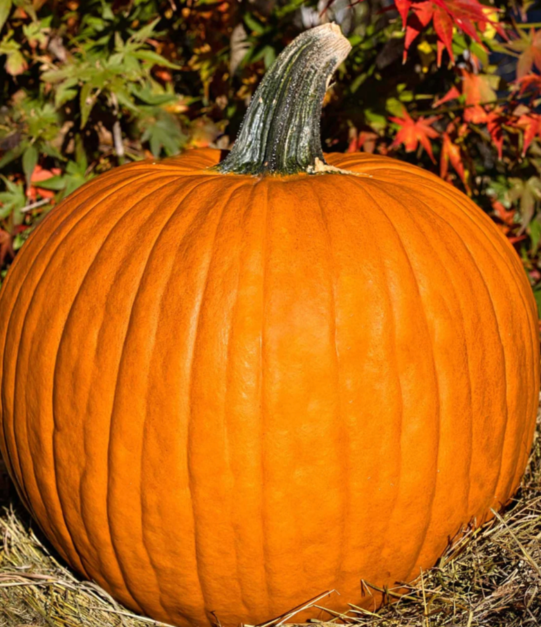 Large Pumpkins
