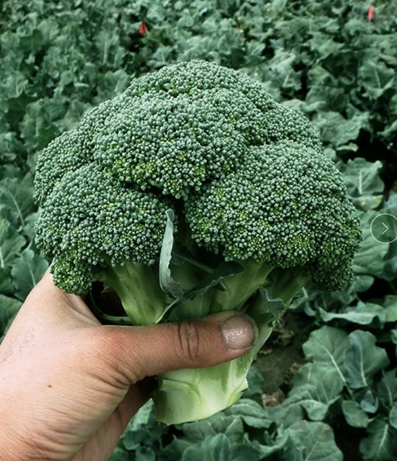 Broccoli