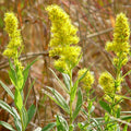 Showy Goldenrod (bundle of 4)