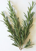 Rosemary