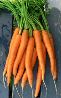 Sweet Spring Carrots "Mokum"