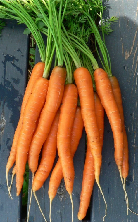 Sweet Spring Carrots "Mokum"