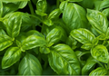 Basil