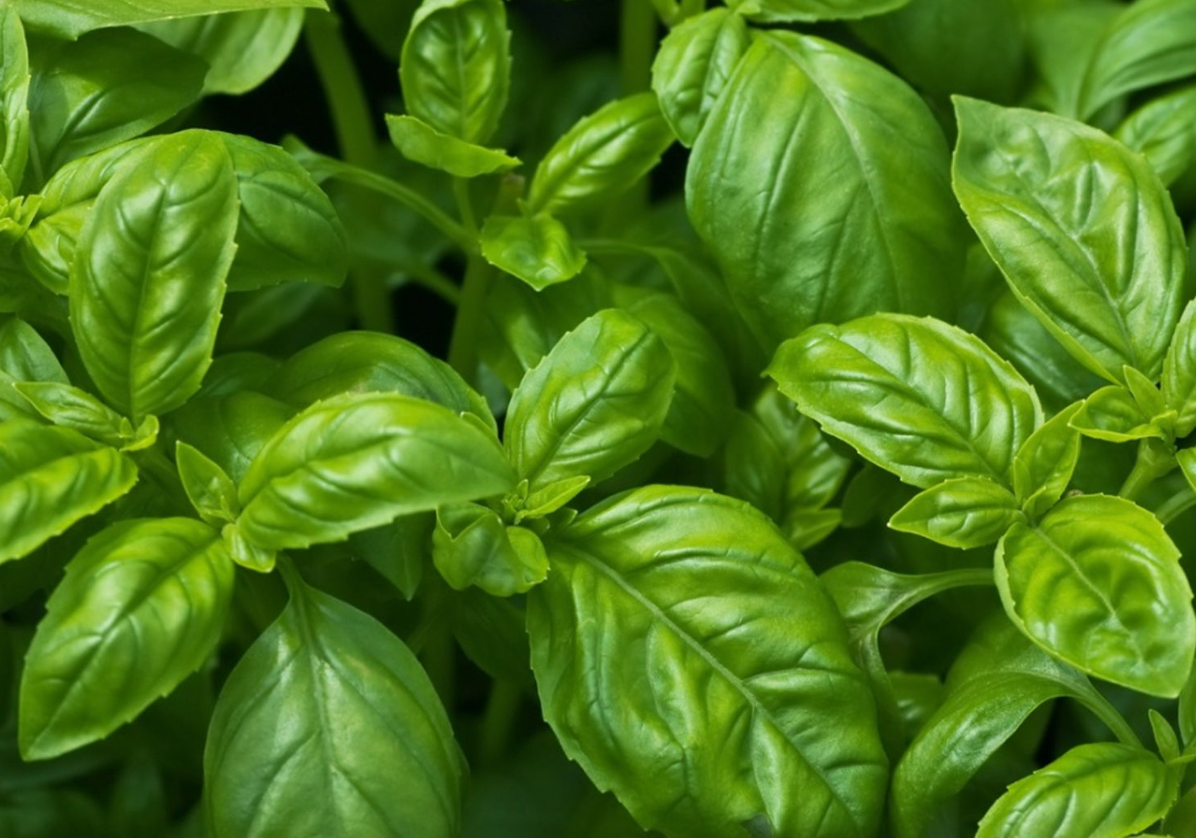 Basil