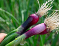 Red Spring Onion Loose