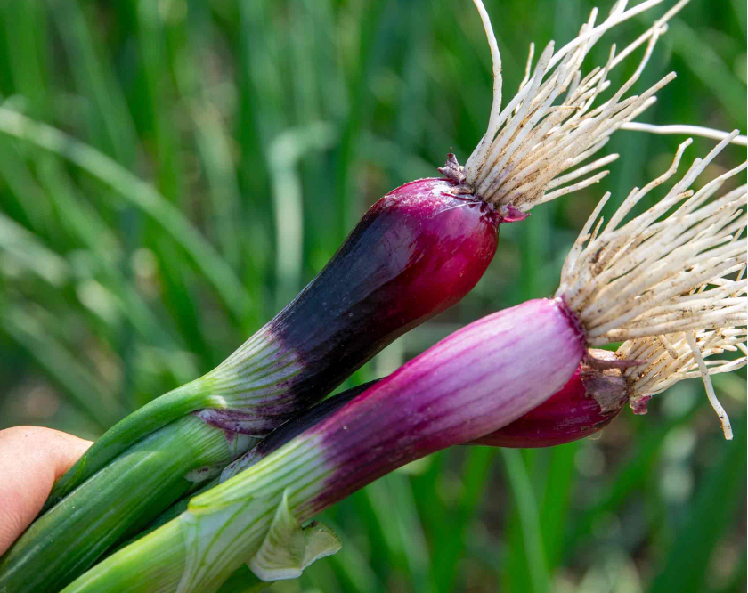 Red Spring Onion Loose