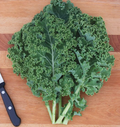 Green Curly Kale