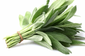 Sage