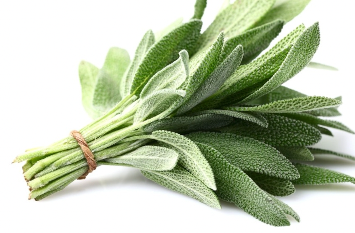 Sage